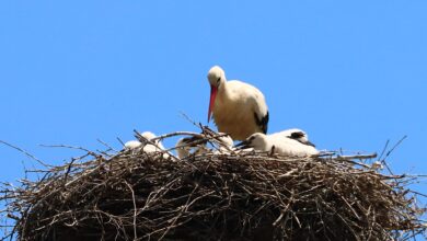Piccoli di cicogna bianca nel nido su piattaforma artificiale in Valle del Crati durante la stagione riproduttiva