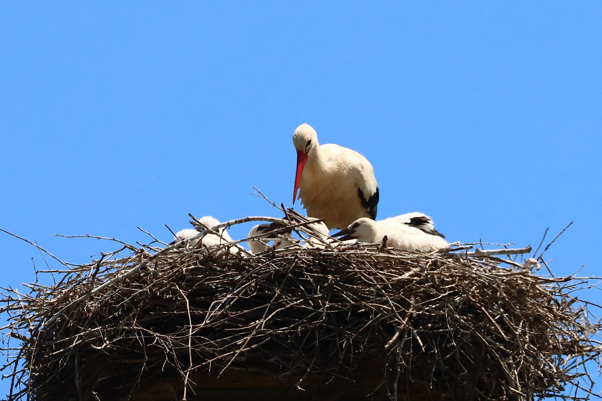 Piccoli di cicogna bianca nel nido su piattaforma artificiale in Valle del Crati durante la stagione riproduttiva